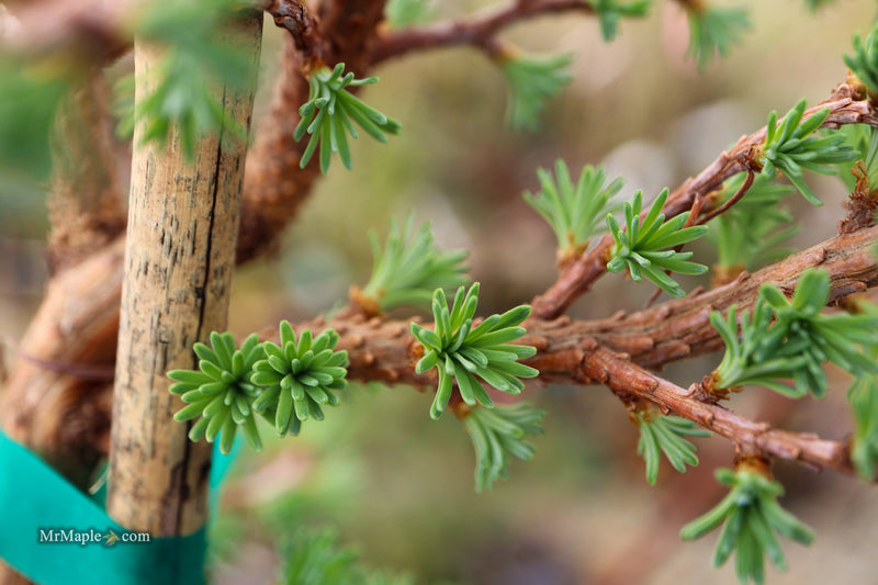 Larix kaempferi 'Twisted Sister' Rare Japanese Larch