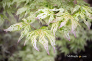 - Acer palmatum 'Ukigumo' Floating Clouds Japanese Maple - Mr Maple │ Buy Japanese Maple Trees