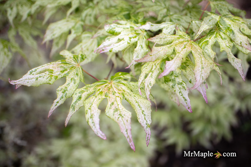 - Acer palmatum 'Ukigumo' Floating Clouds Japanese Maple - Mr Maple │ Buy Japanese Maple Trees