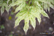 - Acer palmatum 'Ukigumo' Floating Clouds Japanese Maple - Mr Maple │ Buy Japanese Maple Trees