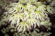 - Acer palmatum 'Ukigumo' Floating Clouds Japanese Maple - Mr Maple │ Buy Japanese Maple Trees