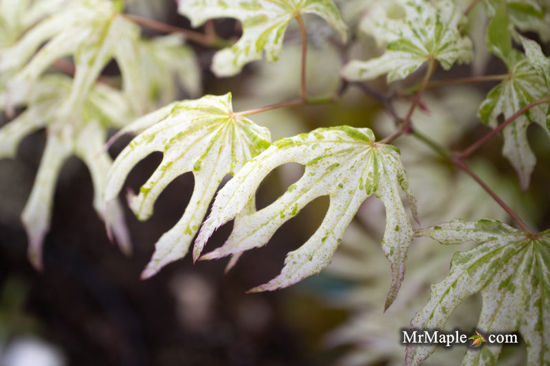 - Acer palmatum 'Ukigumo' Floating Clouds Japanese Maple - Mr Maple │ Buy Japanese Maple Trees