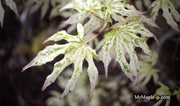 - Acer palmatum 'Ukigumo' Floating Clouds Japanese Maple - Mr Maple │ Buy Japanese Maple Trees