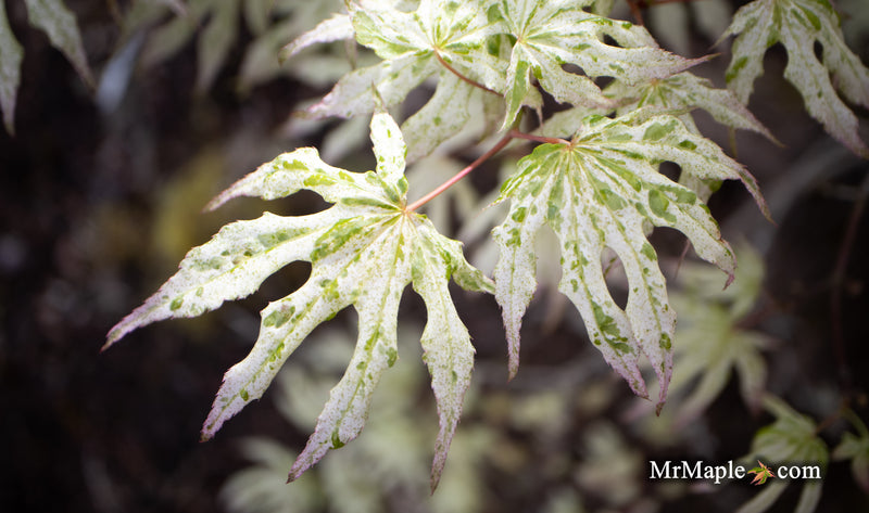 - Acer palmatum 'Ukigumo' Floating Clouds Japanese Maple - Mr Maple │ Buy Japanese Maple Trees