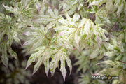 - Acer palmatum 'Ukigumo' Floating Clouds Japanese Maple - Mr Maple │ Buy Japanese Maple Trees