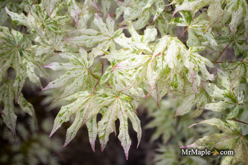 - Acer palmatum 'Ukigumo' Floating Clouds Japanese Maple - Mr Maple │ Buy Japanese Maple Trees