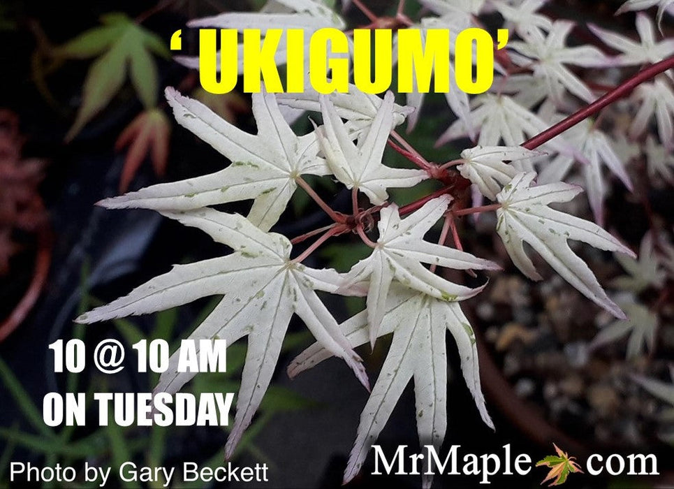 FOR PICKUP ONLY | Acer palmatum 'Ukigumo' Floating Clouds Japanese Maple | DOES NOT SHIP