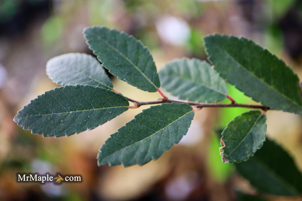 Ulmus parvifolia 'Caitlin' Dwarf Small Leaf Chinese Elm