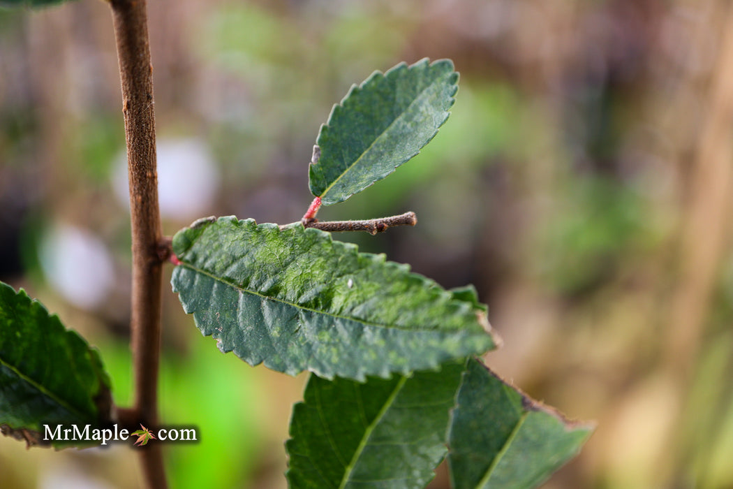 Ulmus parvifolia 'Caitlin' Dwarf Small Leaf Chinese Elm