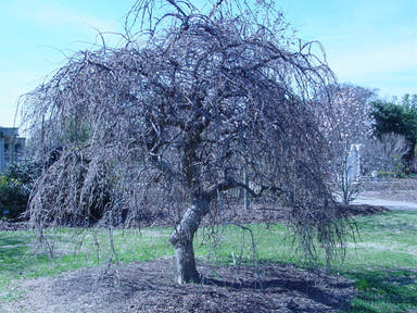 Ulmus alata 'Lace Parasol' Weeping Winged Elm - Mr Maple │ Buy Japanese Maple Trees