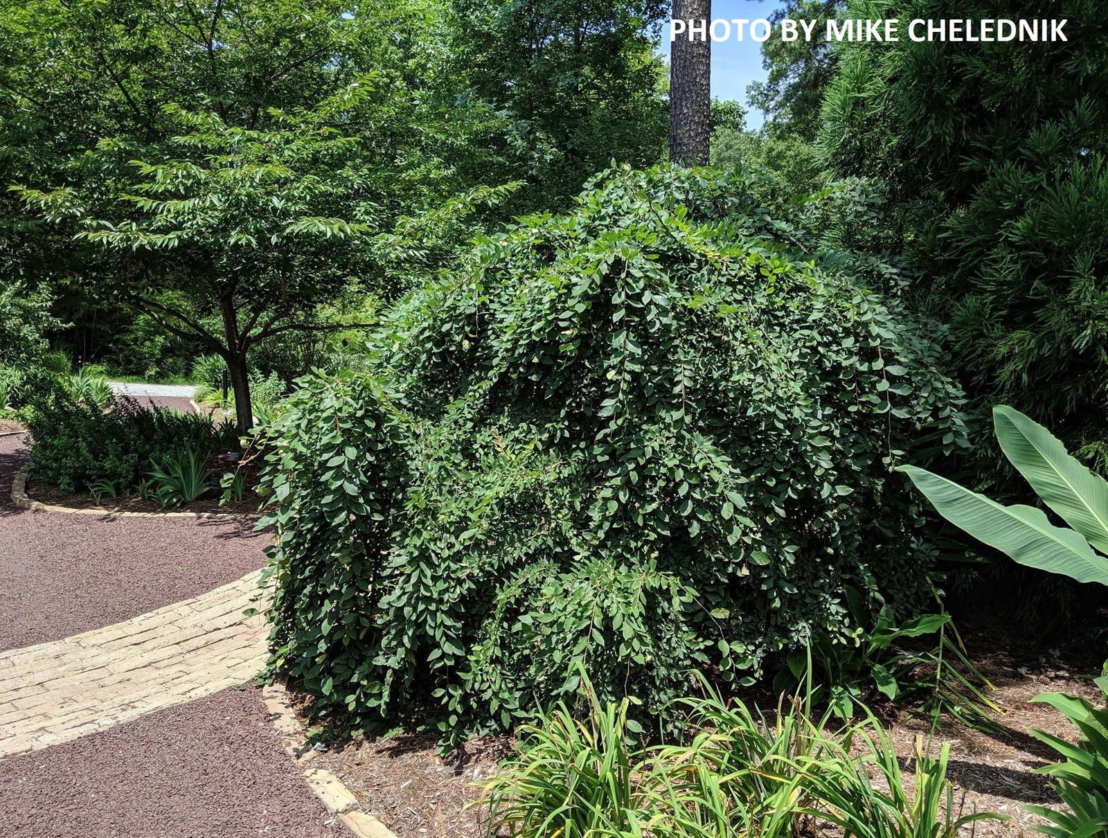 Mr Maple Ulmus alata 'Lace Parasol' Weeping Winged Elm