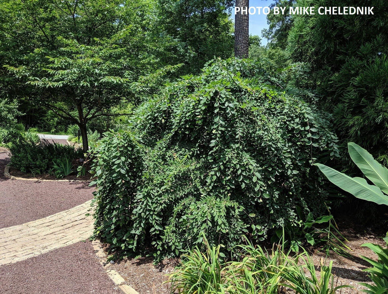 Ulmus alata 'Lace Parasol' Weeping Winged Elm - Mr Maple │ Buy Japanese Maple Trees