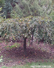 Ulmus alata 'Lace Parasol' Weeping Winged Elm - Mr Maple │ Buy Japanese Maple Trees