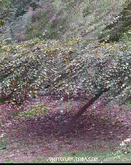 Ulmus alata 'Lace Parasol' Weeping Winged Elm - Mr Maple │ Buy Japanese Maple Trees