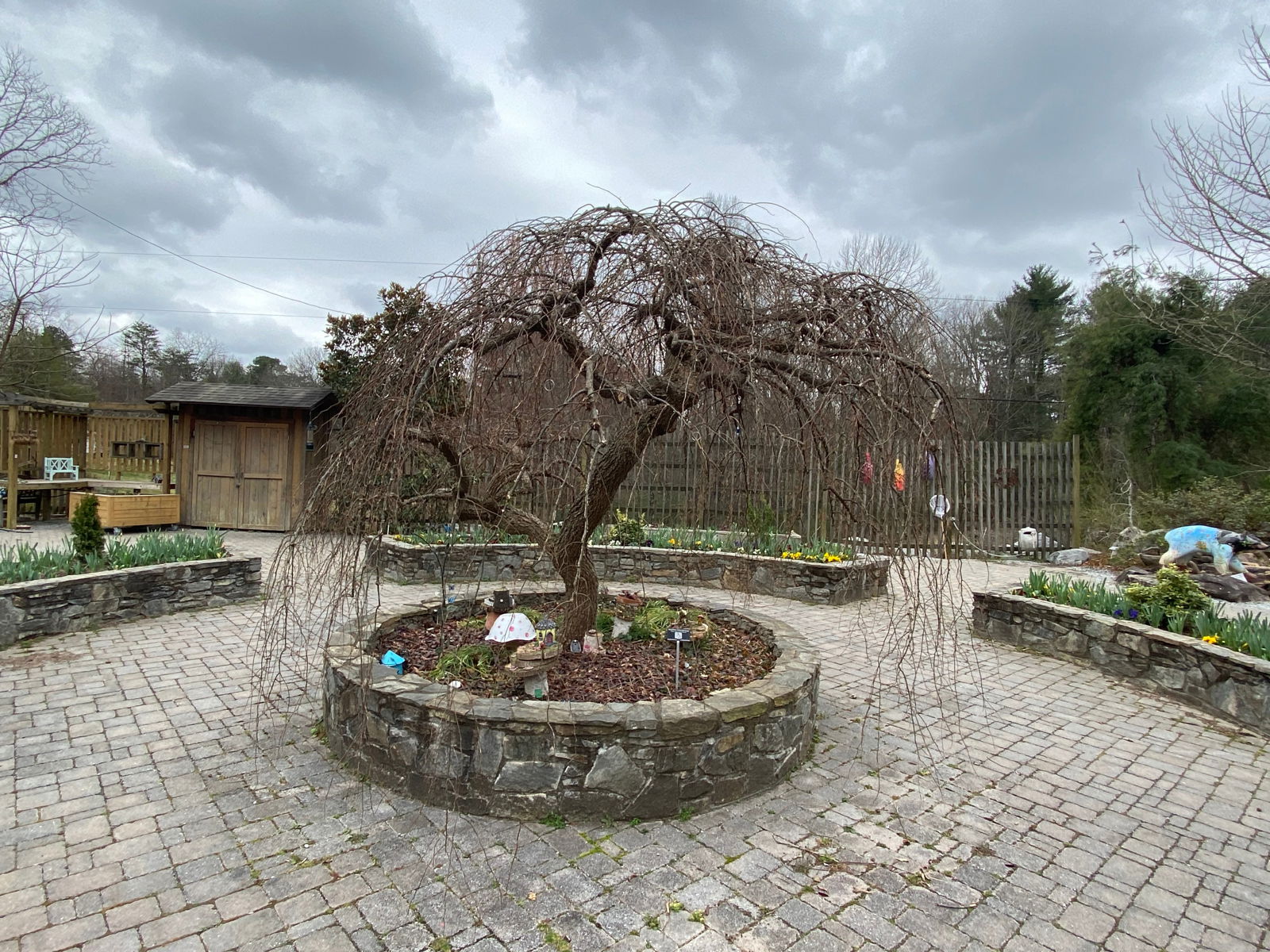 Mr Maple Ulmus alata 'Lace Parasol' Weeping Winged Elm - Thumbnail 2