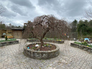 Ulmus alata 'Lace Parasol' Weeping Winged Elm - Mr Maple │ Buy Japanese Maple Trees