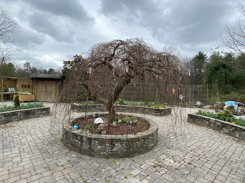 Ulmus alata 'Lace Parasol' Weeping Winged Elm - Mr Maple │ Buy Japanese Maple Trees