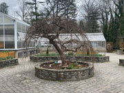 Ulmus alata 'Lace Parasol' Weeping Winged Elm - Mr Maple │ Buy Japanese Maple Trees