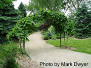 Ulmus glabra 'Camperdownii' Weeping Camperdown Umbrella Elm - Mr Maple │ Buy Japanese Maple Trees