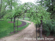 Ulmus glabra 'Camperdownii' Weeping Camperdown Umbrella Elm - Mr Maple │ Buy Japanese Maple Trees