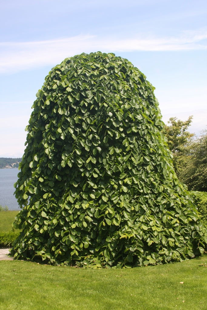 Ulmus glabra 'Camperdownii' Weeping Camperdown Umbrella Elm - Mr Maple │ Buy Japanese Maple Trees