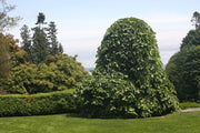 Ulmus glabra 'Camperdownii' Weeping Camperdown Umbrella Elm - Mr Maple │ Buy Japanese Maple Trees