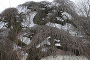 Ulmus glabra 'Camperdownii' Weeping Camperdown Umbrella Elm - Mr Maple │ Buy Japanese Maple Trees