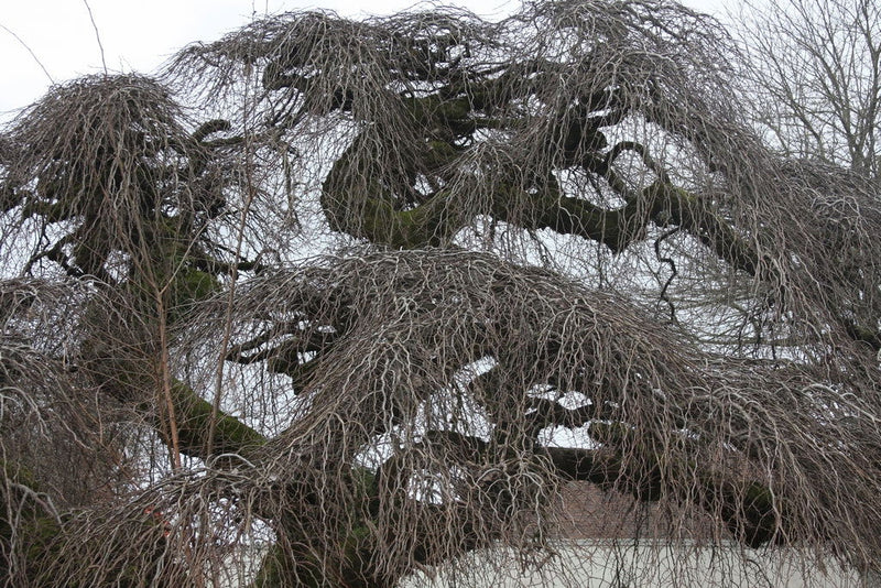 Ulmus glabra 'Camperdownii' Weeping Camperdown Umbrella Elm - Mr Maple │ Buy Japanese Maple Trees