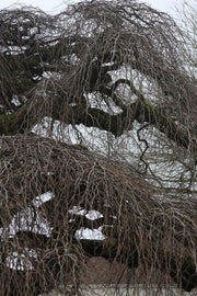 Ulmus glabra 'Camperdownii' Weeping Camperdown Umbrella Elm - Mr Maple │ Buy Japanese Maple Trees