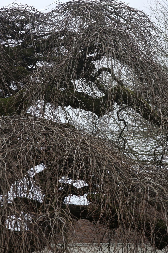 Ulmus glabra 'Camperdownii' Weeping Camperdown Umbrella Elm - Mr Maple │ Buy Japanese Maple Trees
