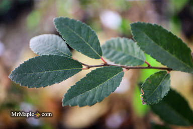 Ulmus parvifolia 'Caitlin' Dwarf Small Leaf Chinese Elm - Mr Maple │ Buy Japanese Maple Trees