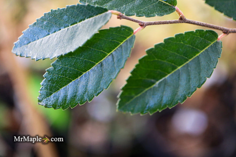 Ulmus parvifolia 'Caitlin' Dwarf Small Leaf Chinese Elm - Mr Maple │ Buy Japanese Maple Trees