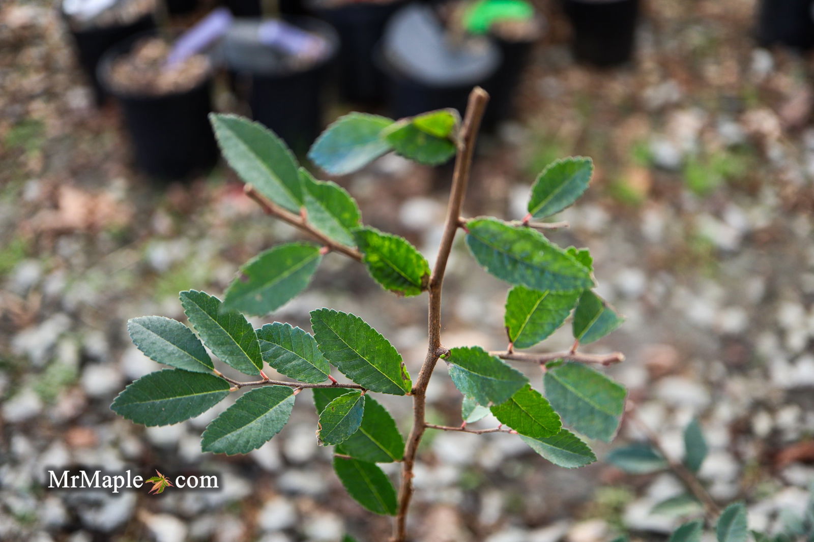 Mr Maple Ulmus parvifolia 'Caitlin' Chinese Elm - Thumbnail 3