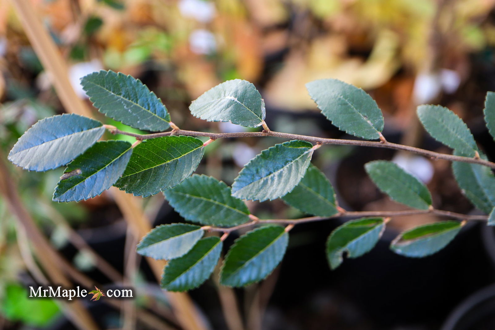 Mr Maple Ulmus parvifolia 'Caitlin' Chinese Elm - Thumbnail 2