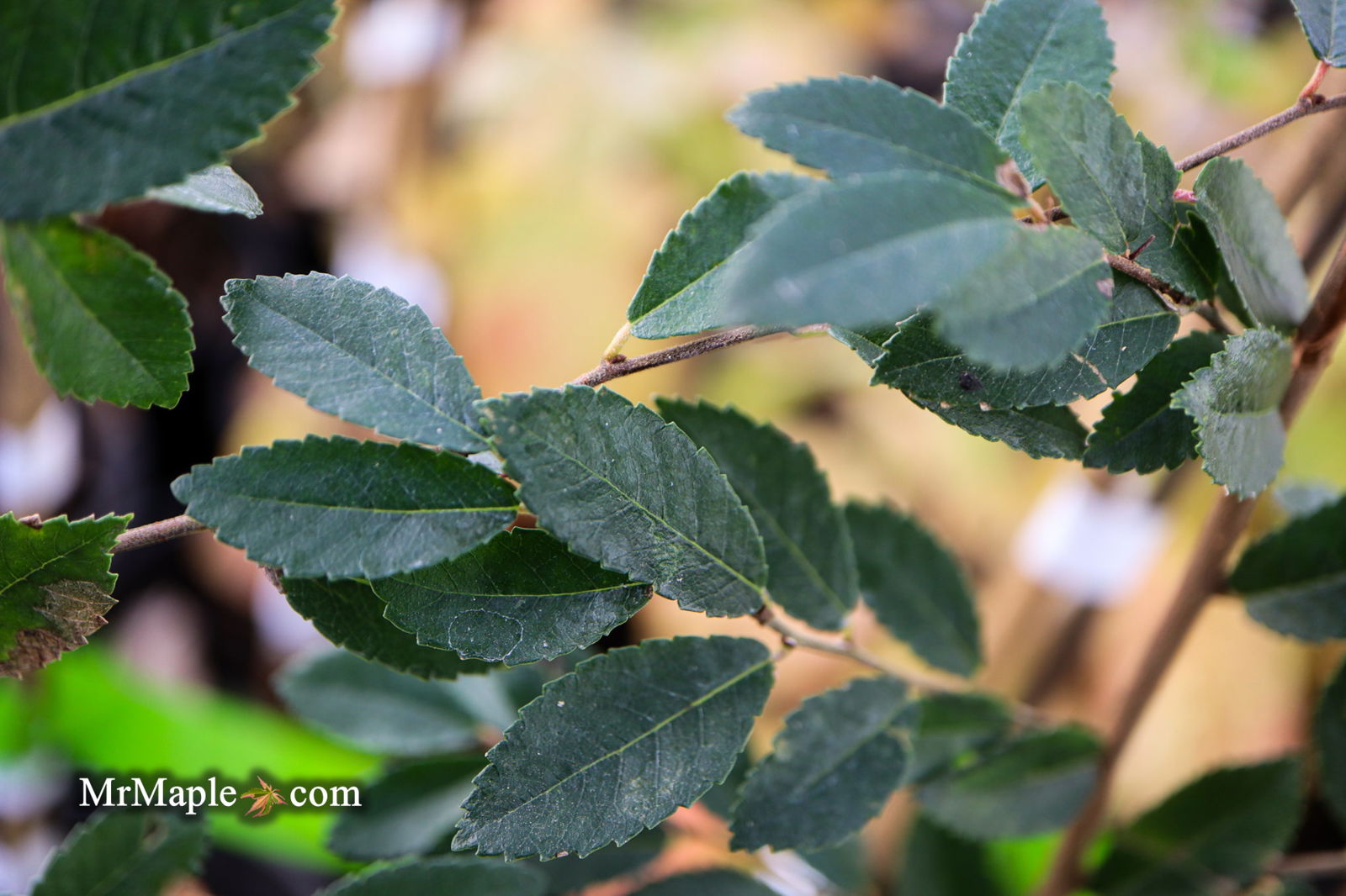 Mr Maple Ulmus parvifolia 'Caitlin' Chinese Elm - Thumbnail 5