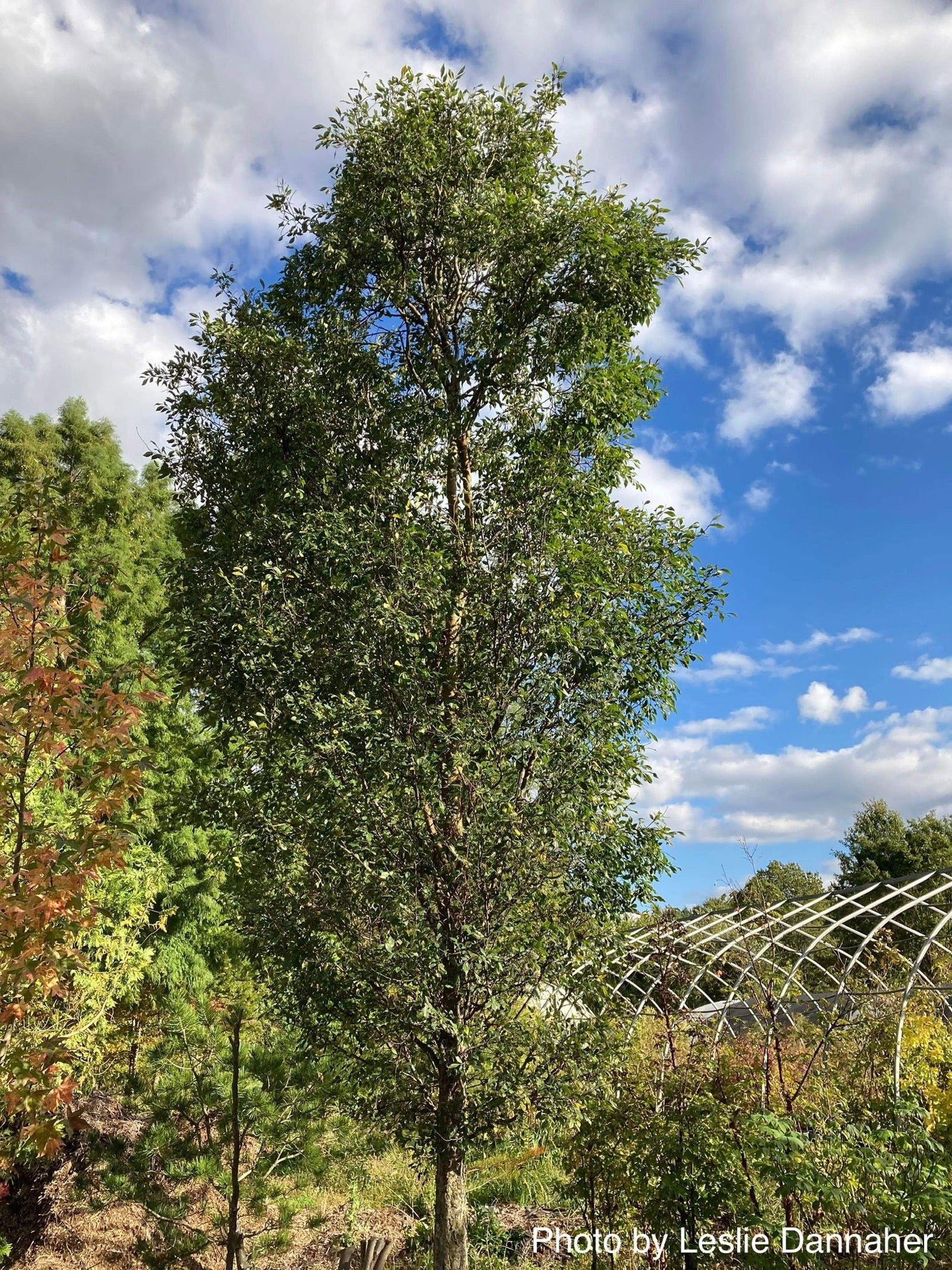 Ulmus parvifolia 'Dannaspire' Chinese Lacebark Elm — Mr Maple │ Buy