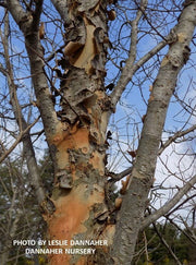 Ulmus parvifolia 'Dannaspire' Chinese Lacebark Elm - Mr Maple │ Buy Japanese Maple Trees