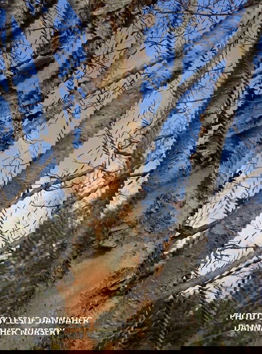 Ulmus parvifolia 'Dannaspire' Chinese Lacebark Elm - Mr Maple │ Buy Japanese Maple Trees