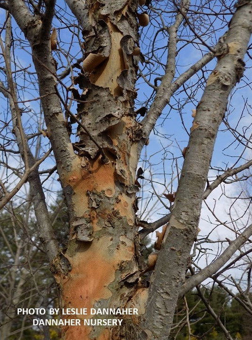 Ulmus parvifolia 'Dannaspire' Chinese Lacebark Elm - Mr Maple │ Buy Japanese Maple Trees