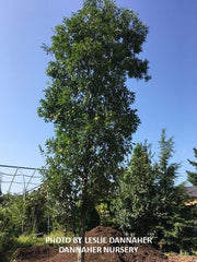 Ulmus parvifolia 'Dannaspire' Chinese Lacebark Elm - Mr Maple │ Buy Japanese Maple Trees