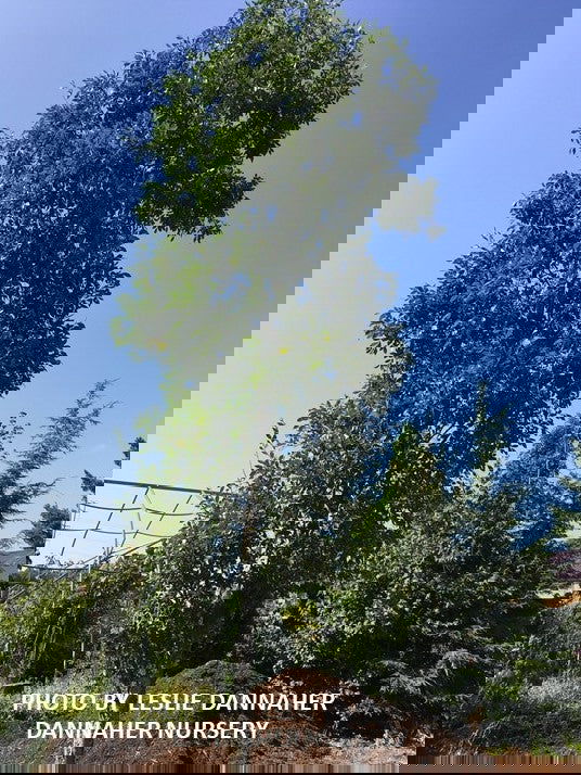 Ulmus parvifolia 'Dannaspire' Chinese Lacebark Elm - Mr Maple │ Buy Japanese Maple Trees