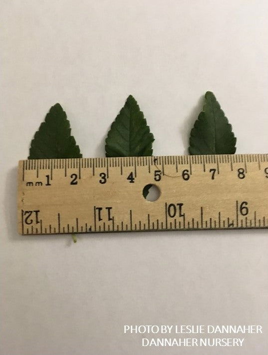 Ulmus parvifolia 'Dannaspire' Chinese Lacebark Elm - Mr Maple │ Buy Japanese Maple Trees