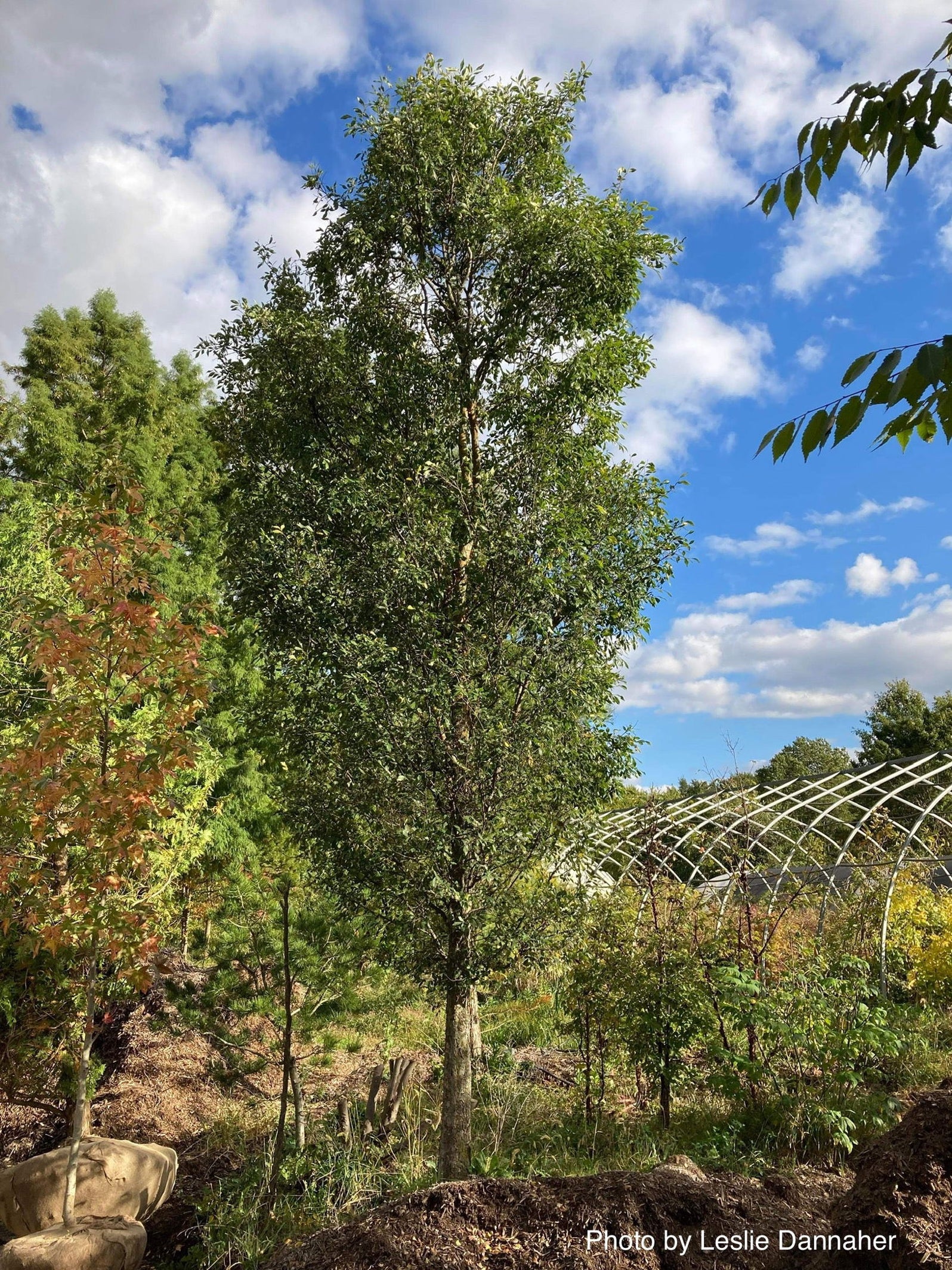 Ulmus parvifolia 'Dannaspire' Chinese Lacebark Elm — Mr Maple │ Buy