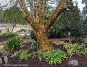 Ulmus parvifolia 'Golden Rey' Golden Chinese Lacebark Elm - Mr Maple │ Buy Japanese Maple Trees