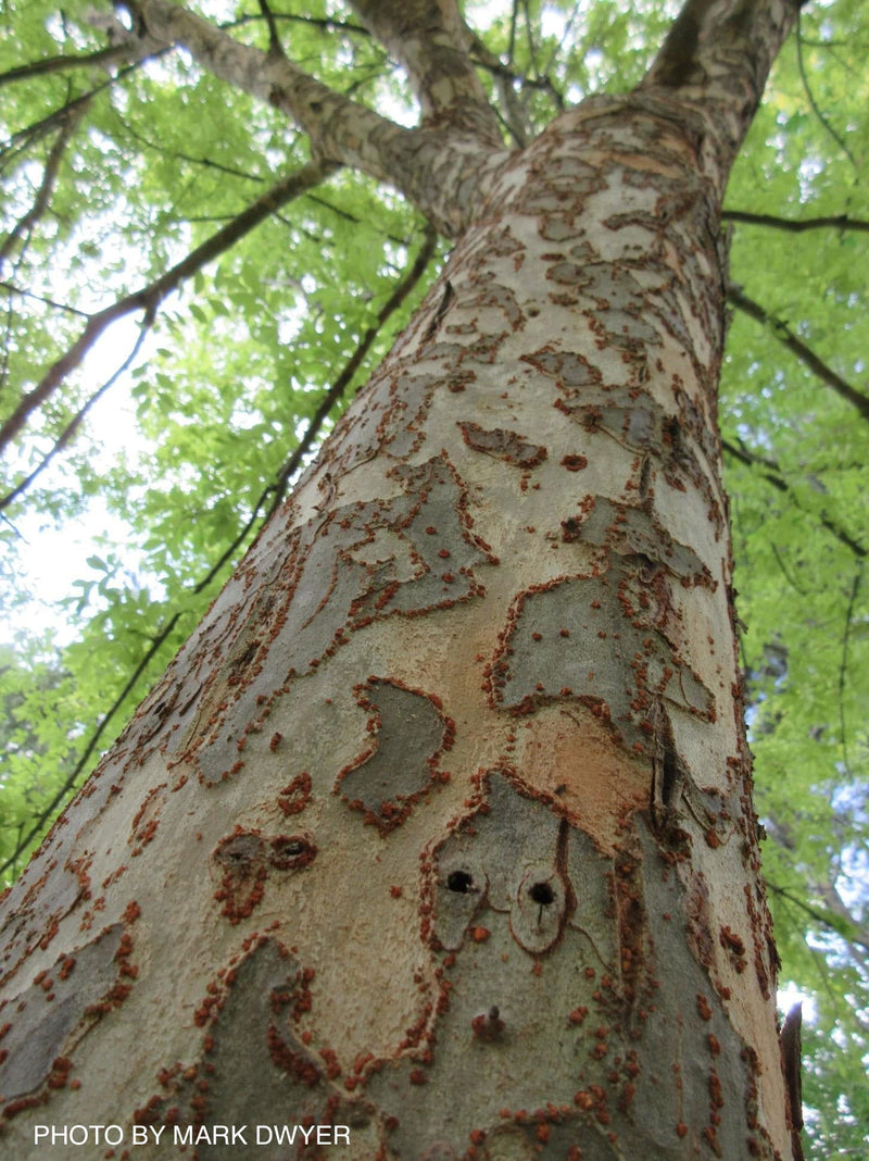 Ulmus parvifolia 'Golden Rey' Golden Chinese Lacebark Elm - Mr Maple │ Buy Japanese Maple Trees