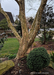 Ulmus parvifolia 'Golden Rey' Golden Chinese Lacebark Elm - Mr Maple │ Buy Japanese Maple Trees