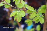 Ulmus parvifolia 'Golden Rey' Golden Chinese Lacebark Elm - Mr Maple │ Buy Japanese Maple Trees