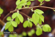Ulmus parvifolia 'Golden Rey' Golden Chinese Lacebark Elm - Mr Maple │ Buy Japanese Maple Trees
