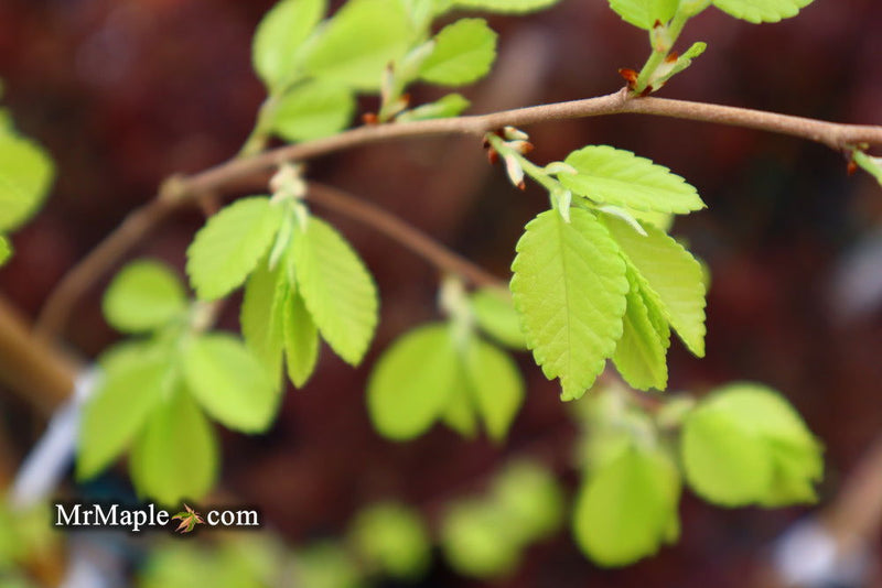 Ulmus parvifolia 'Golden Rey' Golden Chinese Lacebark Elm - Mr Maple │ Buy Japanese Maple Trees