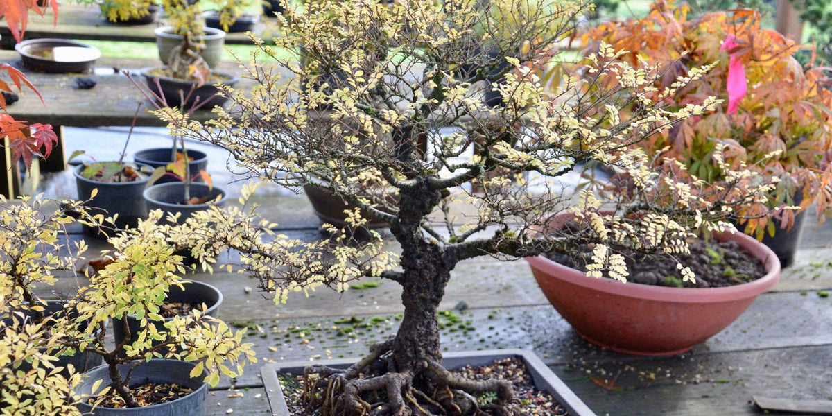 elm bonsai tree for sale Buy Ulmus parvifolia 'Hokkaido' Dwarf Small Leaf Chinese Elm — Mr Maple │  Buy Japanese Maple Trees